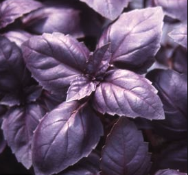 Basil purple