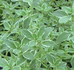 Thyme silver